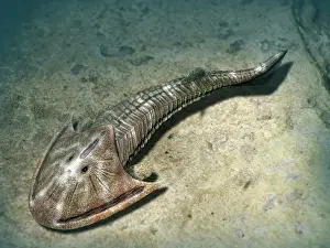 Feeders: Cephalaspis lyelli jawless fish from the Early Devonian of ?
