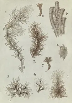 Hodgson: Cephalodiscus species