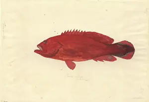 1754 1794: Cephalopholis urodeta, flagtailed rockcod