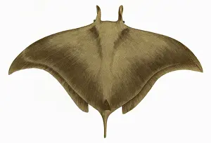 Skate: Cephaloptera Giorna, or Ox Ray