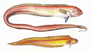 Varying: Cepola macrophthalma, or Red Bandfish