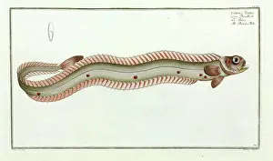 Ray Finned: Cepola taenia or the Band-fish