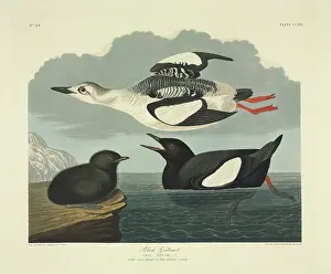 Murre: Cepphus grylle, black guillemot