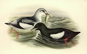Swallowing: Cepphus grylle, black guillemot