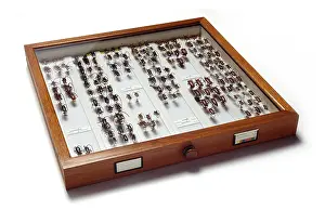 Longhorned: Cerambycinae specimen drawer