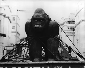 Amazed: Ceramic gorilla sculpture by Peter Edwards