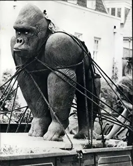 Amazed: Ceramic gorilla sculpture by Peter Edwards