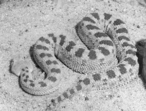 Cerastes: CERASTES VIPER
