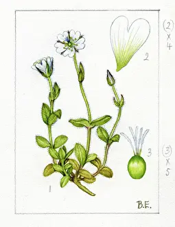 Perthshire: Cerastium alpium - alpine mouse-ear