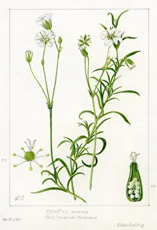 Snelling: Cerastium arvense - field chickweed