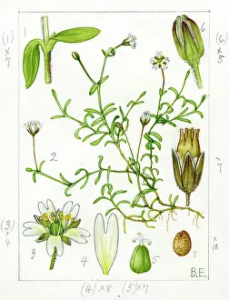 3000: Cerastium cerastoides - mountain chickweed