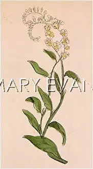 Cerastium: CERASTIUM FONTANUM