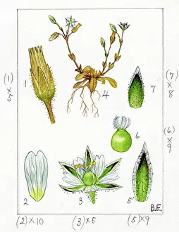Strudwick: Cerastium pumilum - dwarf mouse-ear