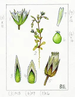 Camberley: Cerastium semidecandron - Little mouse-ear