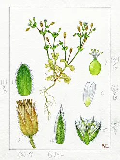 Stamens: Cerastium tetrandum - chickweed