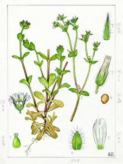 Chichester: Cerastium viscosum - sticky chickweed