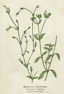 Chickweed: CERASTIUM VULGATUM