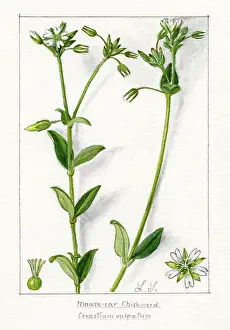 Snelling: Cerastium vulgatum - Mouse-ear Chickweed