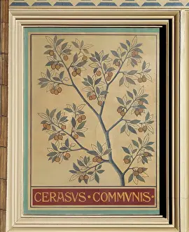 Communis: Cerasus communis, sour cherry
