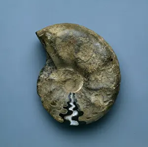 Suture: Ceratites nodosus, ammonoid