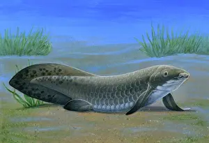 Osteichthyes: Ceratodus, an ancient lungfish that lived during the ?