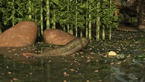 Emerging: A Ceratodus lungfish from the early Cretaceous