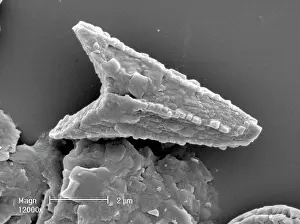 Coccolith: Ceratolithoides aculeus, coccolith