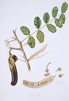 Locust: Ceratonia siliqua, carob
