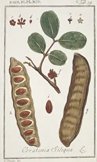 Locust: Ceratonia siliqua, carob bean tree