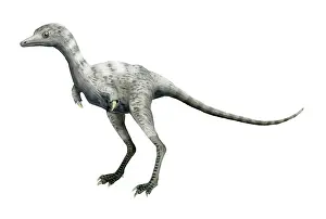 Flightless: Ceratonykus dinosaur
