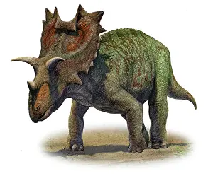 Montanus: Ceratops montanus, a prehistoric era dinosaur