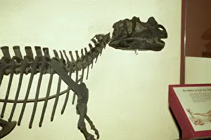 Ceratosauria: Ceratosaurus