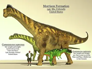 Archaeologist: Ceratosaurus and Camarasaurus dinsoaur size comparison chart
