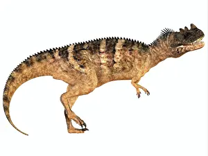 Ceratosauridae: Ceratosaurus dinosaur