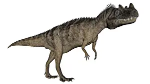 Ceratosaurus: Ceratosaurus dinosaur