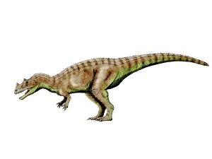 Ceratosaurus: Ceratosaurus dinosaur
