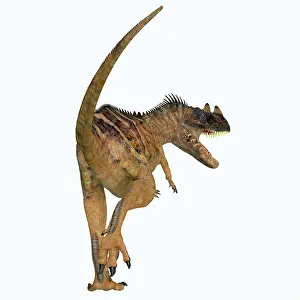 Ceratosaurus: Ceratosaurus dinosaur, rear view