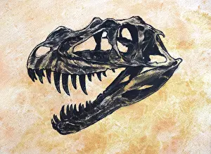 Sockets: Ceratosaurus dinosaur skull