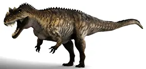 Ceratosaurus: Ceratosaurus dinosaur, side view on white background