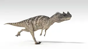 Ceratosaurus: Ceratosaurus dinosaur, white background