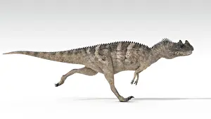 Ceratosaurus: Ceratosaurus dinosaur, white background