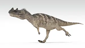 Ceratosaurus: Ceratosaurus dinosaur, white background