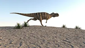 Ceratosaurus: Ceratosaurus running across a barren landscape