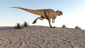 Ceratosaurus: Ceratosaurus running across barren terrain