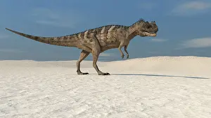 Allosauroid: Ceratosaurus walking across a barren landscape