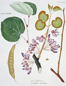 Lamiales: Cercis siliquastrum, Judas tree