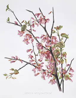 Judas: Cercis siliquastrum, Judas tree