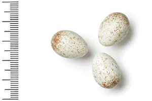 Eggshell: Cercomela melanura, blackstart