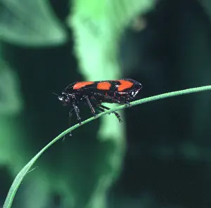 Free Living: Cercopis vulnerata, black and red froghopper