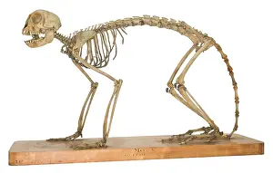 Articulated: Cercopithecus mona, mona monkey